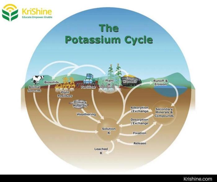 Potassium the growth nutrient !